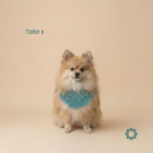 bandanas en macramé para perros