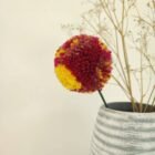 Flores de pompones